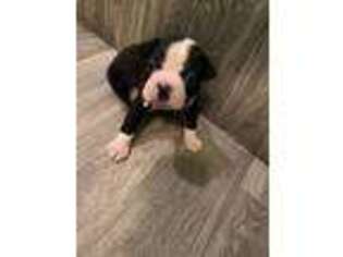 Boston Terrier Puppy for sale in Calera, AL, USA