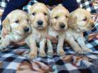 Golden Retriever Puppy for sale in Eastampton, NJ, USA