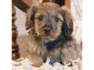 Dachshund Puppy for sale in Locust Grove, OK, USA