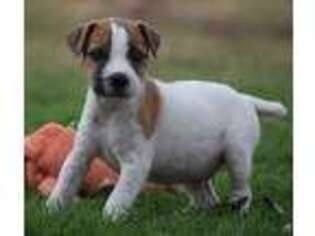 Jack Russell Terrier Puppy for sale in Riverside, CA, USA