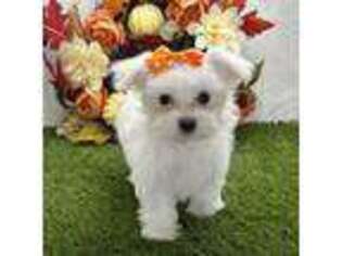 Maltese Puppy for sale in Portland, OR, USA