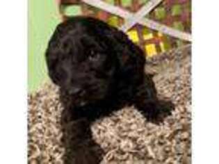 Labradoodle Puppy for sale in Middlesex, NC, USA