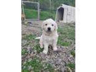 Mutt Puppy for sale in Tyrone, PA, USA