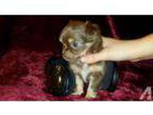 Chihuahua Puppy for sale in LAKE STEVENS, WA, USA