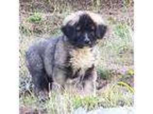 Mutt Puppy for sale in Frazier Park, CA, USA