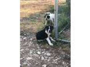 Alapaha Blue Blood Bulldog Puppy for sale in Hardin, MT, USA