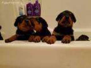 Rottweiler Puppy for sale in Portage, IN, USA