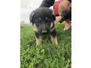 German Shepherd Dog Puppy for sale in Donnellson, IA, USA