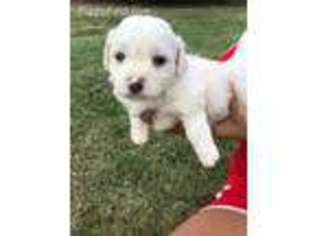 Bichon Frise Puppy for sale in Griffin, GA, USA