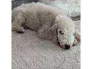 Bedlington Terrier Puppy for sale in Hesperia, CA, USA