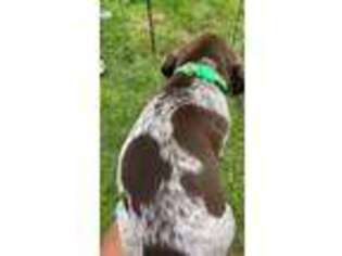 German Shorthaired Pointer Puppy for sale in Monticello, NY, USA