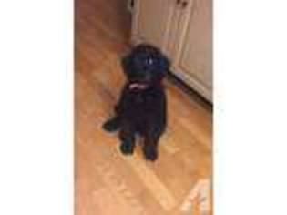 Mutt Puppy for sale in SAINT CHARLES, MO, USA
