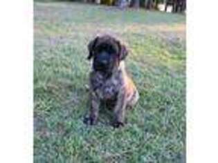 Mastiff Puppy for sale in Montezuma, GA, USA
