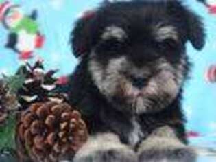 Mutt Puppy for sale in Pataskala, OH, USA