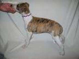 Whippet Puppy for sale in Owasso, OK, USA