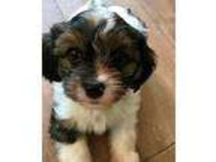 Cavapoo Puppy for sale in Conroe, TX, USA