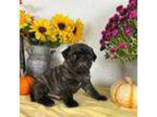 Pug Puppy for sale in Arthur, IL, USA