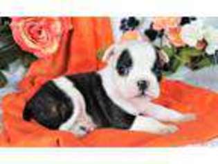 Bulldog Puppy for sale in Moffat, CO, USA