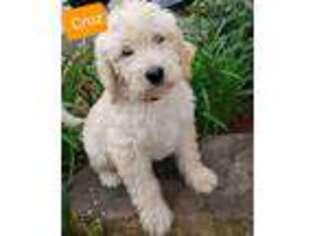 Labradoodle Puppy for sale in Kirby, AR, USA