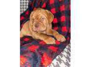 American Bull Dogue De Bordeaux Puppy for sale in Half Way, MO, USA