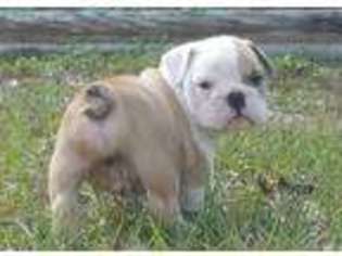 Bulldog Puppy for sale in Destin, FL, USA