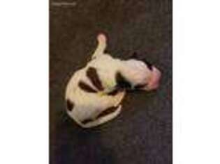 Saint Bernard Puppy for sale in Bremerton, WA, USA