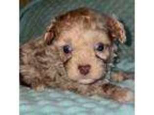 Mutt Puppy for sale in Fletcher, OK, USA