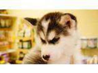 Siberian Husky Puppy for sale in AUBURN, WA, USA