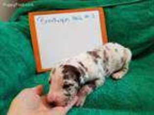 Great Dane Puppy for sale in Carlton, MN, USA
