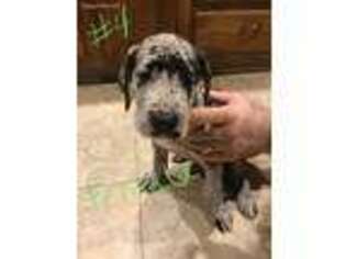 Great Dane Puppy for sale in Ogden, IA, USA