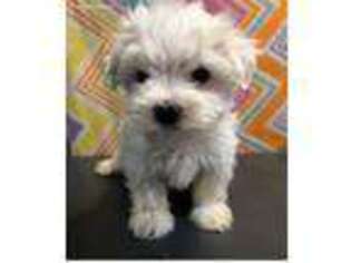 Maltese Puppy for sale in Edgar Springs, MO, USA