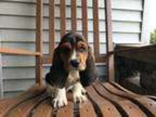 Basset Hound Puppy for sale in Macy, IN, USA