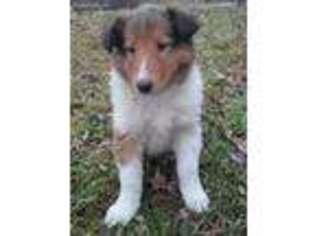 Collie Puppy for sale in Gravel Switch, KY, USA