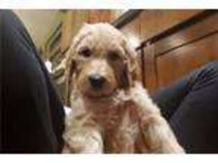 Goldendoodle Puppy for sale in Corvallis, OR, USA