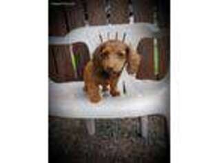 Dachshund Puppy for sale in Ringtown, PA, USA
