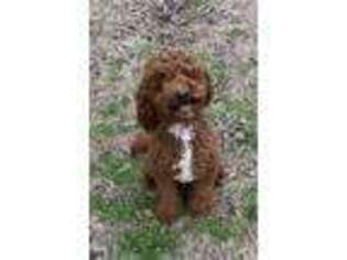 Goldendoodle Puppy for sale in Louisville, MS, USA