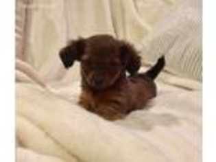 Dachshund Puppy for sale in Jefferson, OH, USA