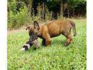 Belgian Malinois Puppy for sale in Grenada, MS, USA