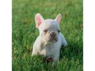 French Bulldog Puppy for sale in Shipshewana, IN, USA