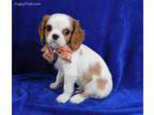 Cavalier King Charles Spaniel Puppy for sale in SPRINGFIELD, TN, USA