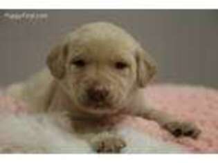 Labrador Retriever Puppy for sale in Ina, IL, USA