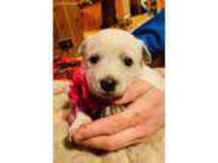 Australian Cattle Dog Puppy for sale in Harpers Ferry, WV, USA