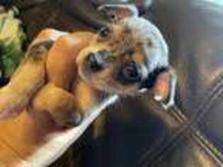 Chihuahua Puppy for sale in Plant City, FL, USA
