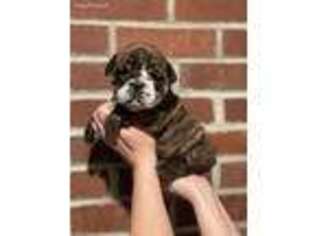 Bulldog Puppy for sale in Kensington, NH, USA