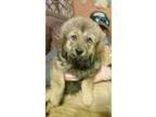 Tibetan Mastiff Puppy for sale in Harcourt, IA, USA