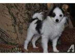 Papillon Puppy for sale in GROVERTOWN, IN, USA