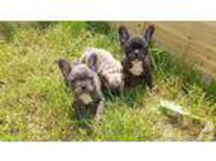 French Bulldog Puppy for sale in COVERT, MI, USA