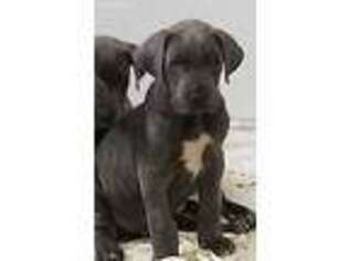 Great Dane Puppy for sale in Eldridge, MO, USA