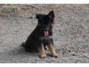 German Shepherd Dog Puppy for sale in Randleman, NC, USA