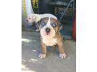 Alapaha Blue Blood Bulldog Puppy for sale in Peyton, CO, USA